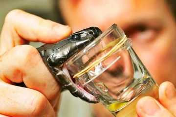 பாம்பு விஷத்தில் இருந்து கோவிட் தொற்றுக்கு மருந்து! வெளியாகியுள்ள அறிவிப்பு