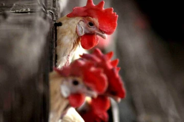 எட்டு ஆண்டுகளில் முதல்முறையாக மனிதர்களிடையே பறவைக் காய்ச்சல்