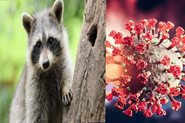 கொரோனா பரவலுக்கு காரணம் இந்த விலங்குதான் : அதிர்ச்சி தகவல் வெளியிட்ட மருத்துவக் குழு - தமிழ்நாடு