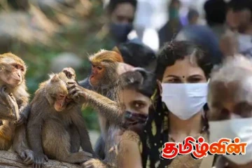 இனம்தெரியாத நோயினால் பாதிக்கப்படும் குரங்குகள்! மனிதர்களுக்கு பரவும் ஆபத்து