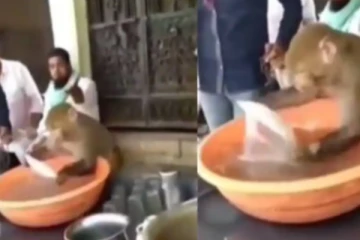 டீ -கடையில் வேலை செய்யும் குரங்கு! வேக வேகமாக தட்டு கழுவும் அரிய காட்சி... மனிதர்களையும் மிஞ்சிய செயல்