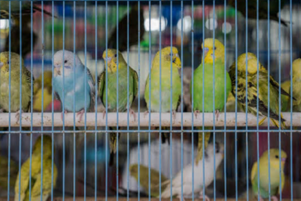 விமானத்தில் கடத்த முயன்ற 1,600 பறவைகள் பறிமுதல் | 1 600 Birds Seized While Trying To Smuggle Plane