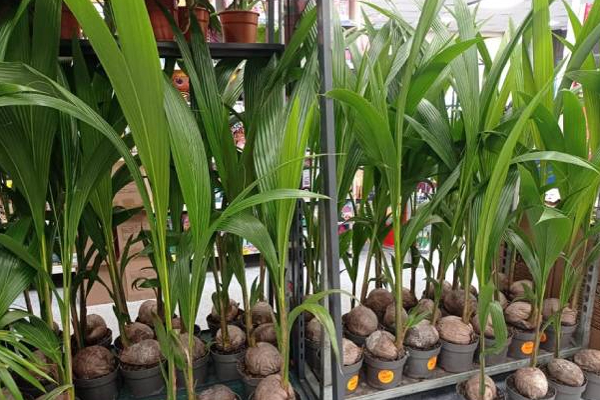 பிரித்தானிய கடைகளில் விற்பனைக்கு வைக்கப்பட்டுள்ள தென்னம் கன்றுகள்! | Coconut Saplings For Sale In British Stores