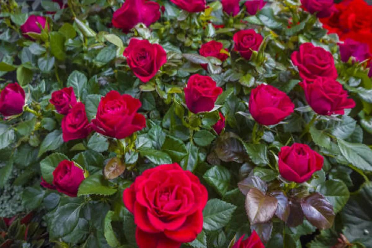 செல்வ செழிப்பு பெருகணுமா? இந்த பொருட்களில் ஒன்றை வீ்ட்டில் வைத்து பாருங்க! | Which Things Keep At Home For Wealth Vastu Tips செல்வ செழிப்பு பெருகணுமா? இந்த பொருட்களில் ஒன்றை வீ்ட்டில் வைத்து பாருங்க! | Which Things Keep At Home For Wealth Vastu Tips