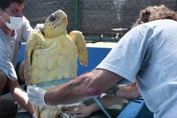 கடல் ஆமைகளின் வயிற்றில் இருந்து பிளாஸ்டிக் கழிவுகள் அகற்றம்