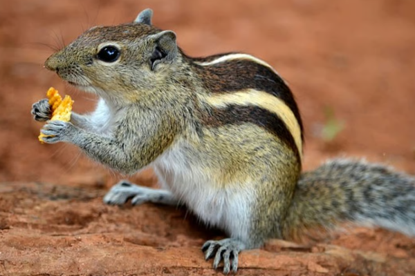 குரங்குகள் மற்றும் அணில்களிடம் பயிர்களைப் பாதுகாக்க புதிய நடைமுறை | Protect Crops From Monkeys And Squirrels