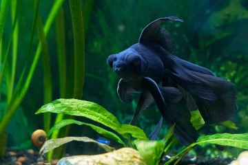 கண் திருஷ்டி போக்கும் கருப்பு மீன்கள்