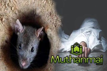 யாழில் அதிகரிக்கும் எலிக்காய்ச்சலால் பாதிக்கப்பட்ட நோயாளர்களின் எண்ணிக்கை..!