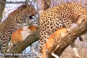 எமனாக இருந்த சிறுத்தைக்கு டாடா காட்டிய நாய்... சமார்த்தியத்தை நீங்களே பாருங்க