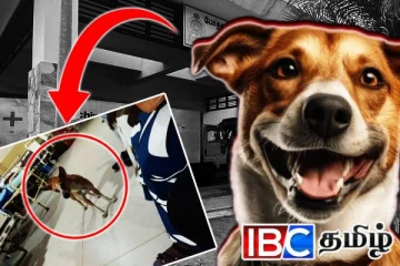 யாழ் போதனாவில் அனைவரையும் வியப்படைய வைத்த வளர்ப்பு நாய்: இடம்பெற்ற நெகிழ்ச்சியான சம்பவம்