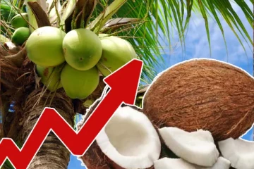 நாட்டில் திடீரென அதிகரித்த தேங்காய் விலை