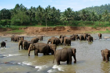 இலங்கையில் 2024 ஆண்டில் இதுவரை 197 யானைகள் உயிரிழப்பு