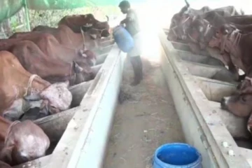 மாடுகளின் சாப்பாட்டையும் விட்டு வைக்காத விலையேற்றம்!