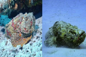 இலங்கை கடற்பரப்பில் விஷ மீன்கள்: கடலுக்கு செல்வோருக்கு விடுக்கப்பட்டுள்ள எச்சரிக்கை!