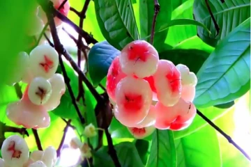 அழியும் நிலையில் ரோஸ் ஆப்பிள்: தமிழக அரசு தலையிட்டு பாதுகாக்க விவசாயிகள் கோரிக்கை