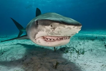 சுறா மீன்கள் உடலில் எக்கச்சக்கமான போதைப்பொருள்: ஒரு அதிர்ச்சிக் கண்டுபிடிப்பு