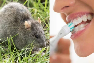 Toothpaste என நினைத்து எலிபசையில் பல் துலக்கிய பெண்! அடுத்து நேர்ந்த சோகம்