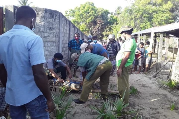 குடியிருப்பு பகுதிகளுக்குள் புகுந்த முதலை மீட்பு