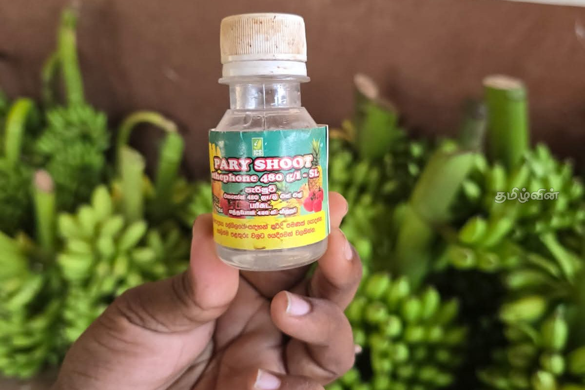 மருந்து விசிறப்பட்ட வாழைக் குலைகளை விற்பனை செய்ய முற்பட்டவருக்கு சிறைத்தண்டனை | Banana Bunch Sprayed With Pesticides Prison மருந்து விசிறப்பட்ட வாழைக் குலைகளை விற்பனை செய்ய முற்பட்டவருக்கு சிறைத்தண்டனை | Banana Bunch Sprayed With Pesticides Prison