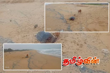 வடமராட்சி கிழக்கு கடற்பகுதியில் இறந்த நிலையில் கரையொதுங்கும் ஆமைகள்