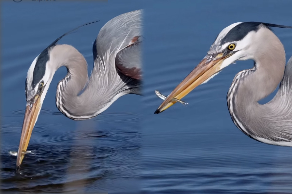 Viral Video: நாரையின் துல்லியமான மீன் வேட்டை... பாருங்க நீங்களே அசந்து போயிடுவீங்க | Blue Heron Catch Mini Fish Viral Video Viral Video: நாரையின் துல்லியமான மீன் வேட்டை... பாருங்க நீங்களே அசந்து போயிடுவீங்க | Blue Heron Catch Mini Fish Viral Video