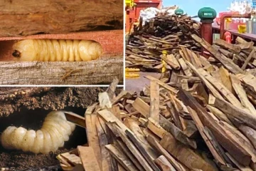 அமெரிக்காவில் இருந்து அதிரடியாக வெளியேற்றப்பட்ட சரக்கு கப்பல்: அதில் பதுங்கியிருந்த உயிரினம்