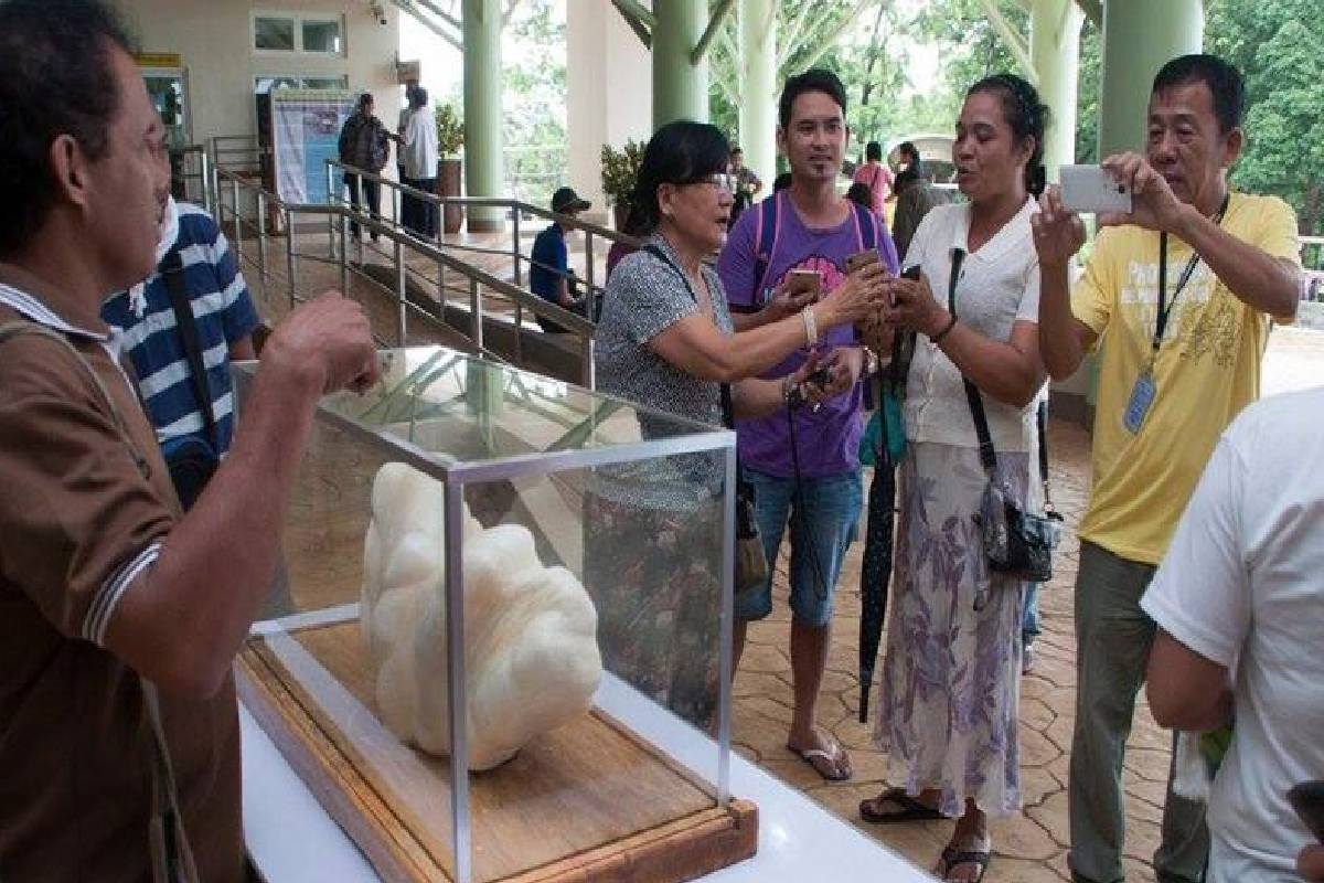 Philippines : 10 ஆண்டுகள் படுக்கைக்கு அடியில் இருந்த பல கோடி மதிப்புள்ள அரிய முத்து! | Fisherman Found Giant 100 Million Pearl Philippines : 10 ஆண்டுகள் படுக்கைக்கு அடியில் இருந்த பல கோடி மதிப்புள்ள அரிய முத்து! | Fisherman Found Giant 100 Million Pearl