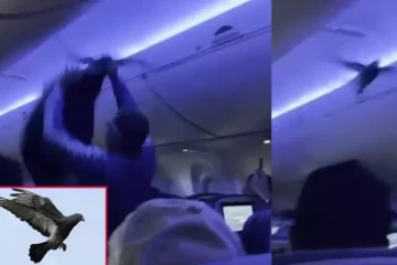 அமெரிக்கா விமானத்திற்குள் பறந்து திரிந்த புறாக்கள் ; தாமதமான விமானம்