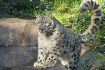 கோவிட்-19 நோயால் பாதிக்கப்பட்டு உயிரிழந்த பனிச்சிறுத்தை!