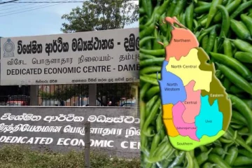 விண்ணைத் தொடும் பச்சை மிளகாய் விலை : 15ரூபாய்க்கு விற்கப்படும் ஒரு பச்சை மிளகாய்