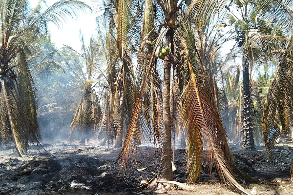 திடீரென பரவிய தீயினால் பயன்தரு தென்னைகள் கருகின! | Incidents Of Forest Fires On The Rise In Kilinochi