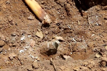 கிளிநொச்சியில் மண்ணில் புதையுண்ட நிலையில் அடையாளம் காணப்பட்டுள்ள எறிகணை(Video)