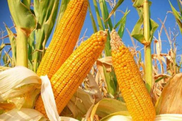 விவசாய அமைச்சு வெளியிட்டுள்ள முக்கிய அறிவிப்பு! | Important Announces By The Ministry Of Agriculture