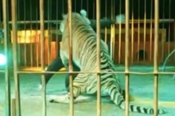 பயிற்சியாளரை சரமாரியாக தாக்கிய புலி! நடுங்க வைக்கும் காட்சி