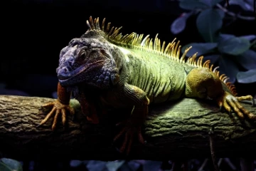 1.2 லட்சம் பச்சோந்திகளைக் கொல்லும் நாடு!