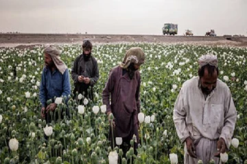 ஆப்கானிஸ்தானில் அபின் செடி பயிரிட தடை