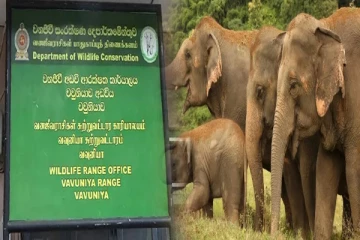 வவுனியா மாவட்டத்தில் கடந்த ஐந்து வருடங்களில் 67 யானைகள் பலி