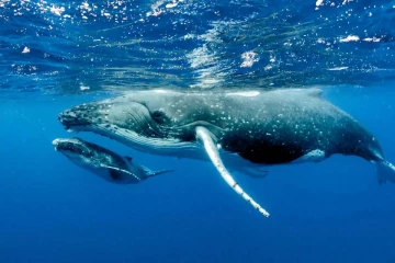 மனிதர்கள் 200 ஆண்டு வாழ முடியுமா? திமிங்கலத்தின் புரதத்தை வைத்து நடைபெறும் ஆய்வு