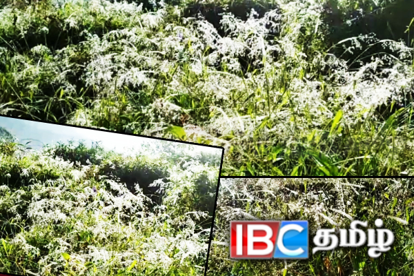 மத்திய மலைநாட்டில் கடும் குளிரான காலநிலை!