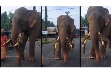 பார்வையற்ற ஒரு யானையை கொடுமைப்படுத்திய பாகவன் - நெஞ்சை ரணமாக்கும் வீடியோ வைரல்...!