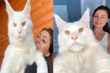 ஆத்தாடி இது தான் உலகின் மிகப்பெரிய பூனையா? இது என்ன செய்யும் தெரியுமா.. வைரல் புகைப்படம்!