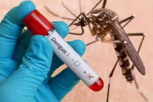 யாழில் சடுதியாக அதிகரிக்கும் நோயாளிகளின் எண்ணிக்கை! | Dengue Patients Is Increasing Rapidly In Jaffna