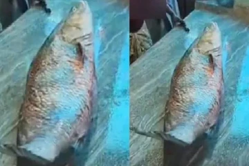 லட்சக்கணக்கில் ஏலம் போன கூரை கத்தாழை மீன்! தஞ்சாவூர்க்காரருக்கு அடித்தது அதிர்ஷ்டம்