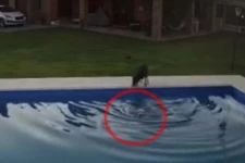 நீச்சல்குளத்தில் தவறி விழுந்த பார்வையற்ற நாய்... உடனிருந்த நாய் செய்த நெகிழ்ச்சியான காரியம்