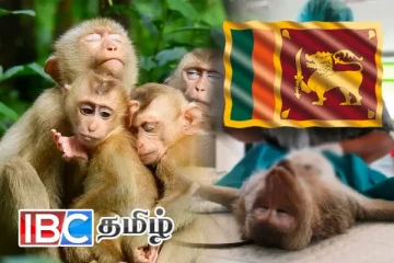 குரங்குகளுக்கு கருத்தடை - அநுர அரசின் அடுத்த திட்டம்