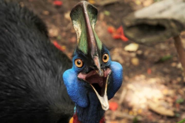 ஒரே அடிதான்; மனிதர்களை கொல்லும் காசோவரிகள் - உலகின் ஆபத்தான் பறவை!