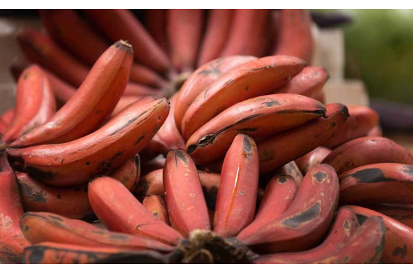 நரம்பு தளர்ச்சி, தோல், பல் சார்ந்த பிரச்சனைகளுக்கு தீர்வு இந்த ஒரே பழத்தில் உண்டு - இதை படியுங்கள் - தமிழ்நாடு