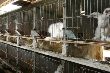 சீனா பண்ணைகளில்125 புதிய வகை நோய்த்தொற்று