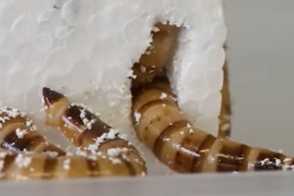 பிளாஸ்டிக்குகளை உணவாக உண்ணும் புழுக்களை கண்டுபிடித்த விஞ்ஞானிகள் | Viral Video World News