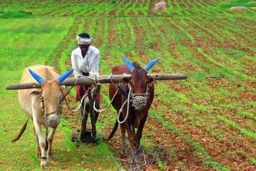 எரிபொருள் இன்மையால் மாடுகளைப் பயன்படுத்தி பெரும்போகம் ஆரம்பிப்பு